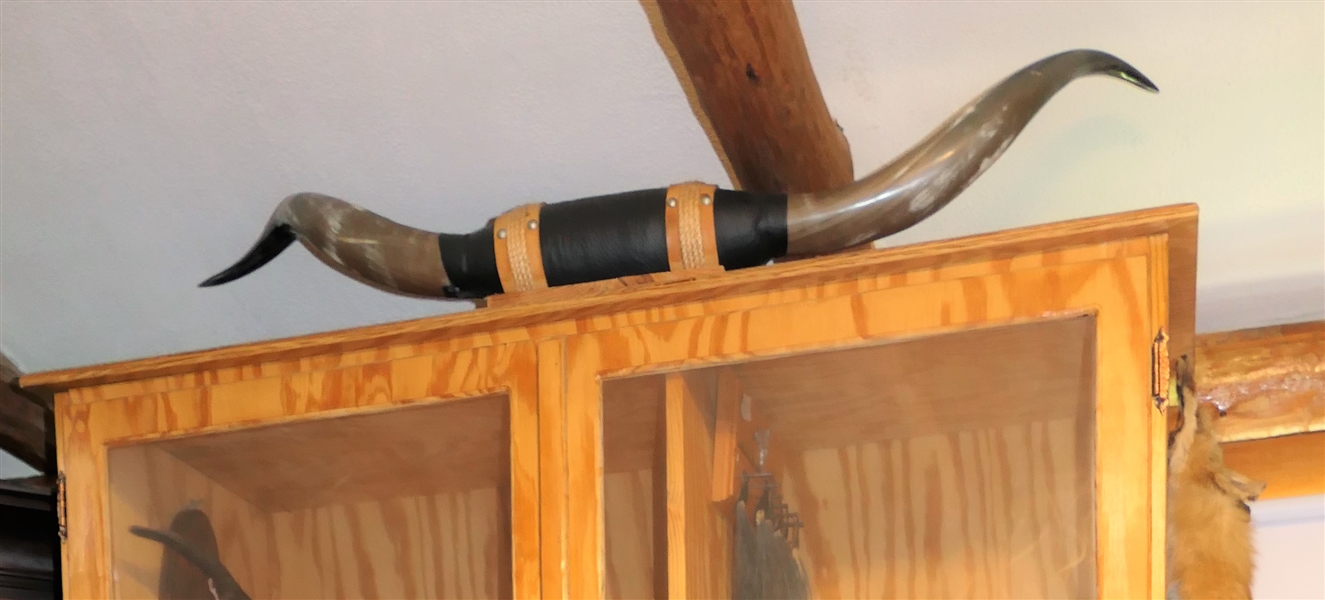 Set of Bull Horns - Measures approx. 38"