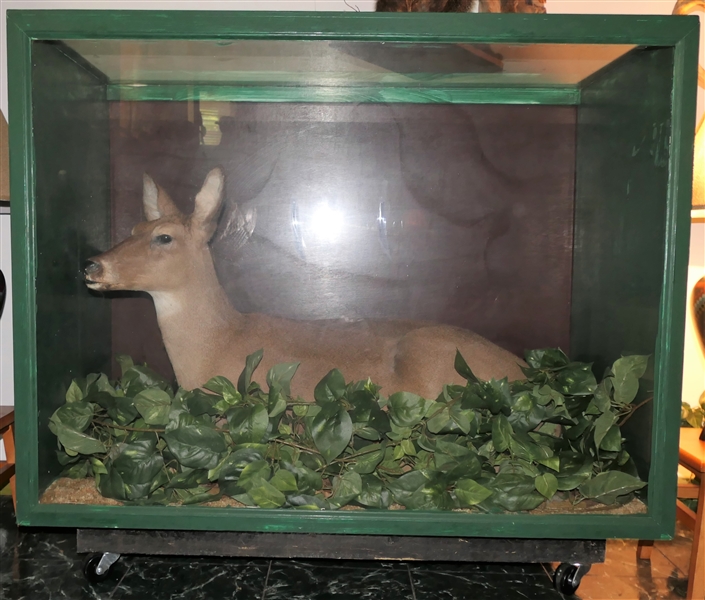 Full Body Doe Deer Mount in Rolling Wood Case - Case Measures