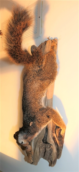 Squirrel Mount on Log with Acorn - Measures 16" Long