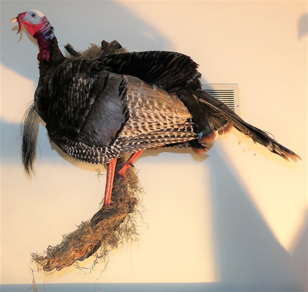 Full Body Turkey Mount Standing on Wood Piece - Hangs on Wall Approx. 24"