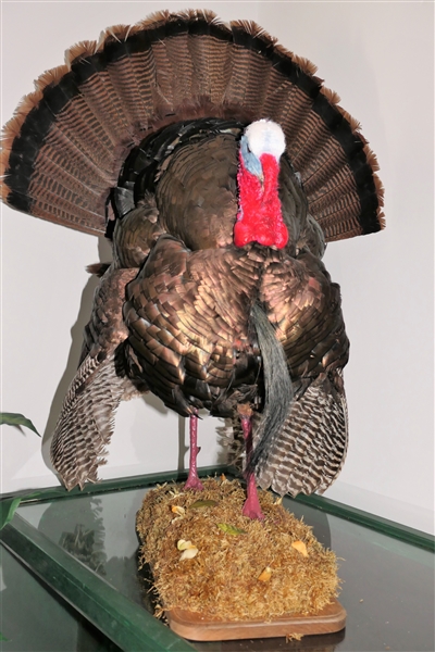 Standing Turkey Full Body Mount -