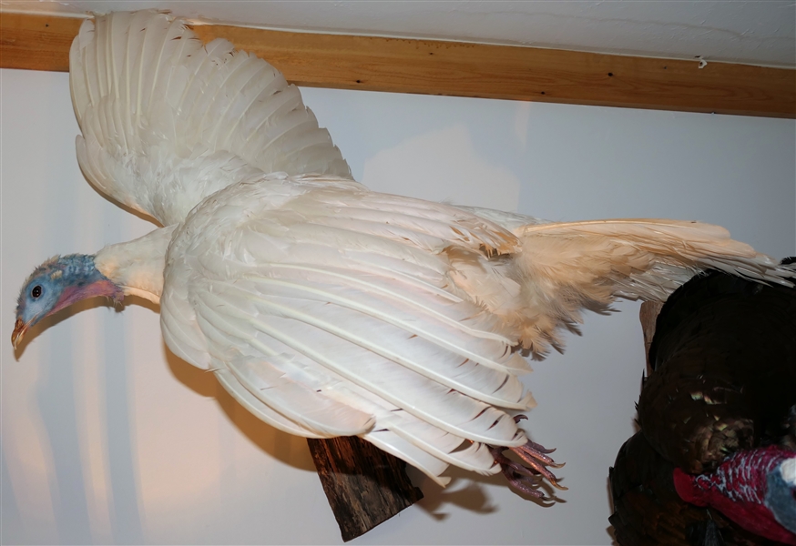 Albino Wild Turkey Mount - Flying Position