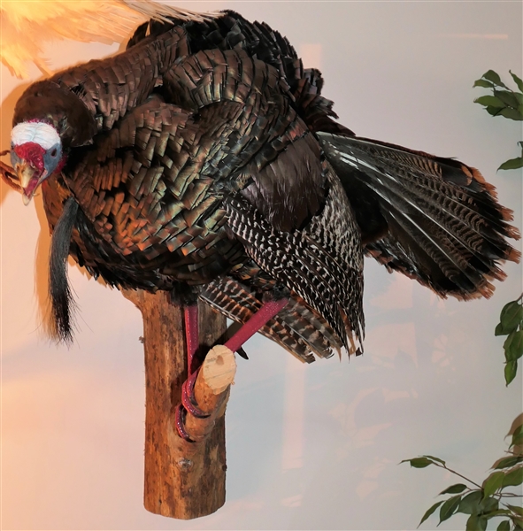 Full Body Turkey Mount Standing on Wood Branch - Hangs on Wall