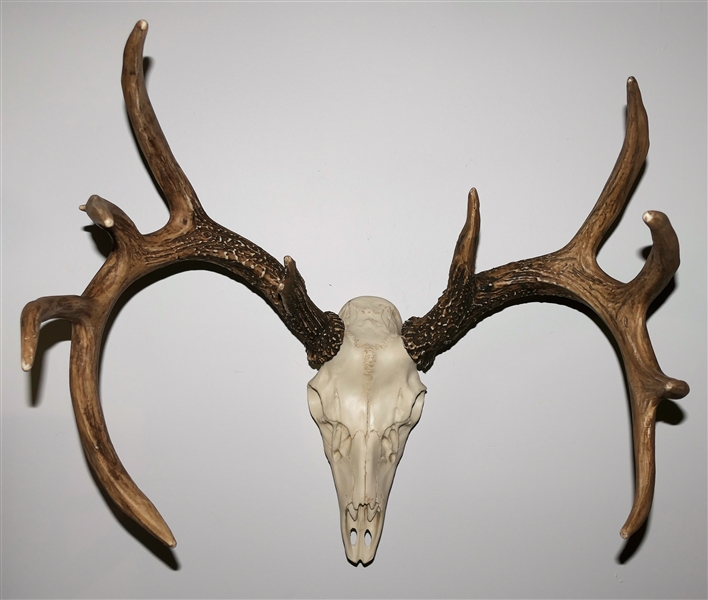 Faux Deer Skull with Antlers - 21" Spread