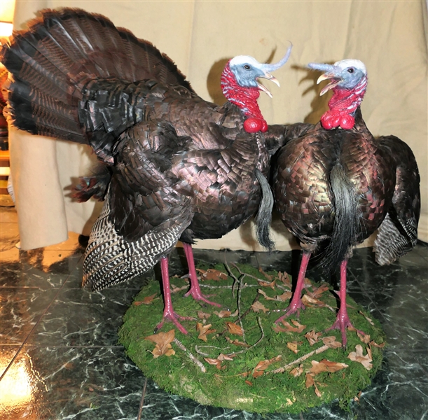Awesome Dueling Turkey Mount on Faux Grass Base