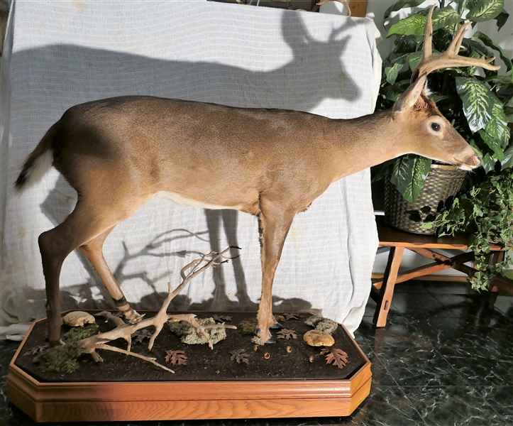 9 Point Standing Buck Deer Mount on Rolling Wood Base with Branches and Mushrooms