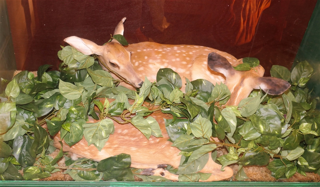2 Fawn Deer Mounts in Wood Display Case - Case Measures 44 1/2" tall 49" by 25"