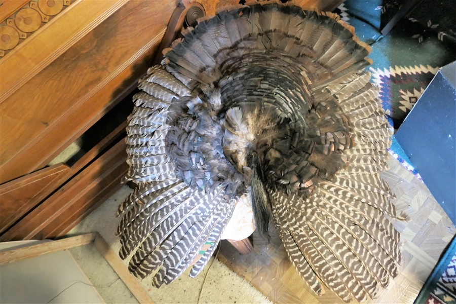 Spread Turkey Feathers with Beard