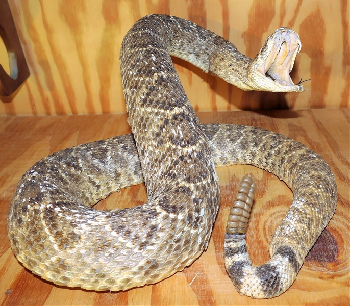 Large Stuffed Striking Rattle Snake- Has Hole in Side - See Photo