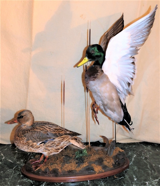 Beautifully Mounted Male and Female Ducks