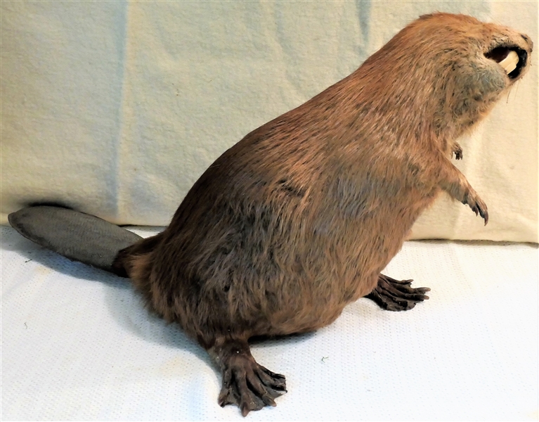 Life-size Beaver Mount - Measures 16" Tall