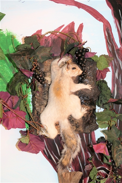 Light Squirrel with Reddish Back - Full Body Mount - Climbing - with Grapes