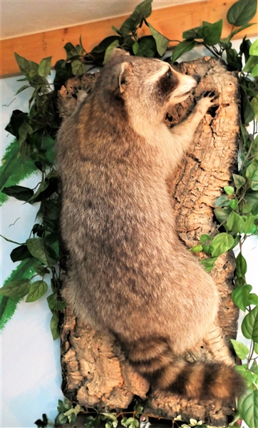 Raccoon Full Body Mount - On Wood Plaque