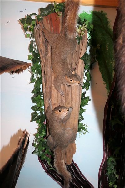 2 Squirrels Body Mounted on Wood Log