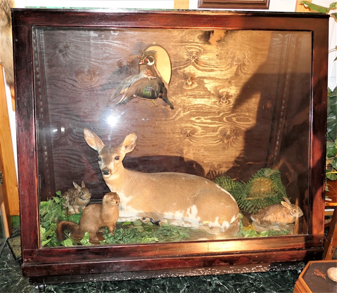 Slant Front Display Case featuring Flying Duck, Full Sized Paint Deer Mount, Rabbits, and Otter - on Wheels  -Measures 57" tall 60" by 24"