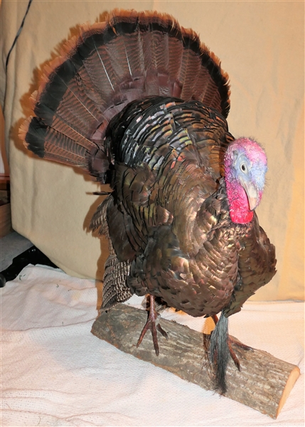Life-size Standing Turkey Mount
