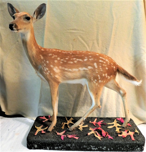 Life-size Standing Fawn Full Body Mount