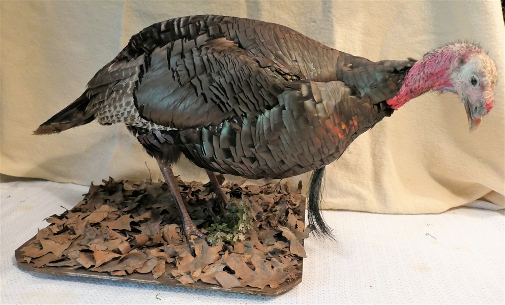 Life-size Eating Turkey Mount - with Leaves on Base