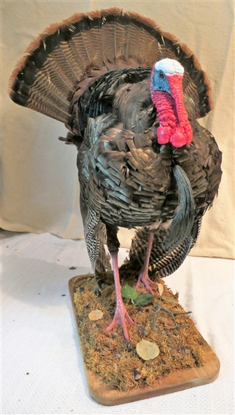 Life-sized Standing Strutting Turkey Mount