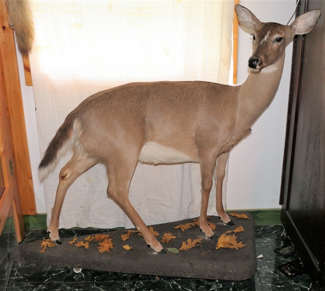 Life-size Doe Deer Full Body Mount on Rolling Stand
