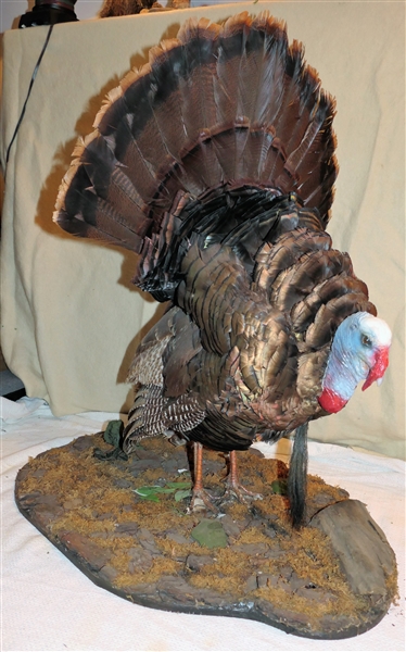 Life-size Full Body Strutting Turkey Mount
