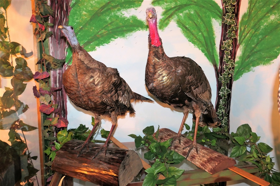 Tom and Hen Turkey Life Size Full Body Mounts