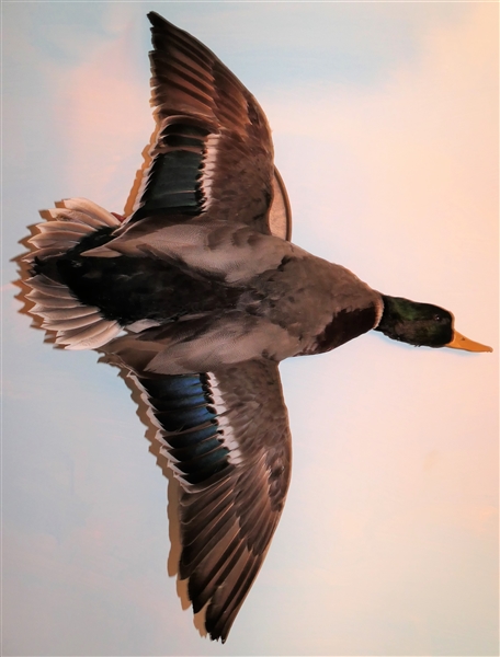 Flying Duck Full Body Mount on Wood Plaque