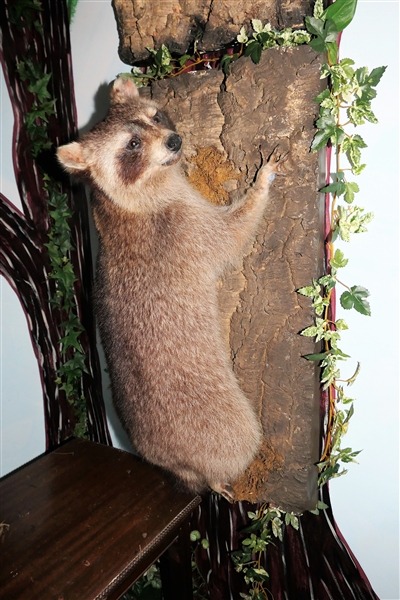 Life-size Raccoon Full Body Mount - Climbing Tree