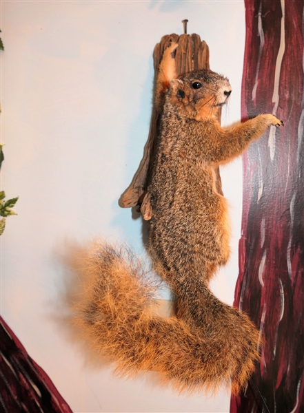 Fox Squirrel Life-size Full Body Mount on Wood Plaque