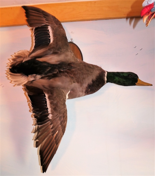 Flying Duck Life-size Full Body Mount