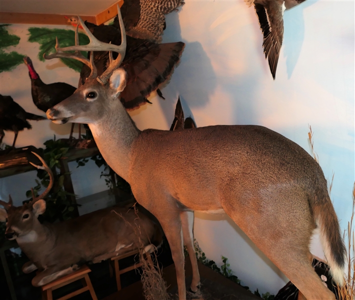 LARGE 8 Point Deer Life-size Full Body Mount
