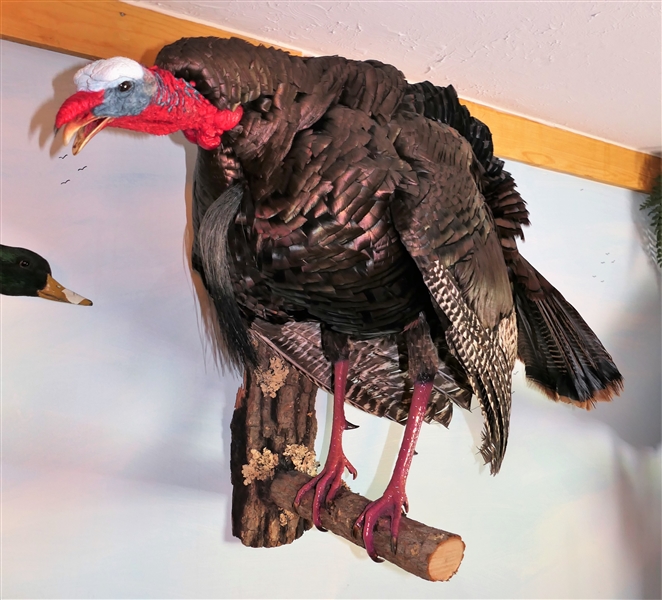 Life-size Roosting Turkey Full Body Mount