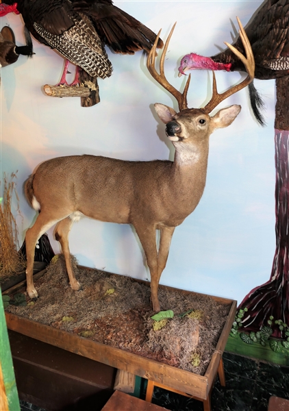 8 Point Life Size Standing Deer Full Body Mount (11 Points?)