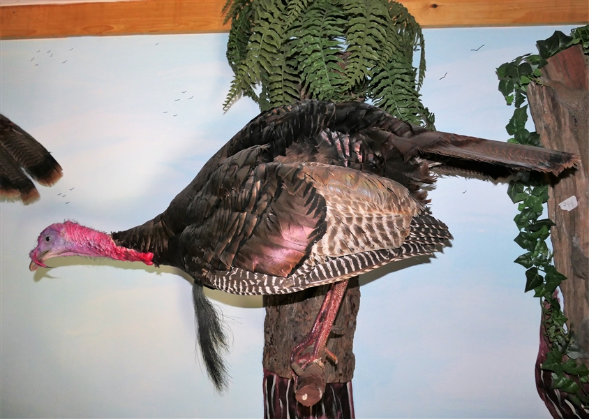 Life-size Roosting Turkey Full Body Mount