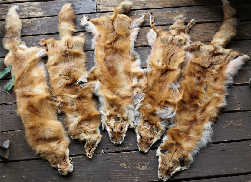 5 Red Fox Pelts
