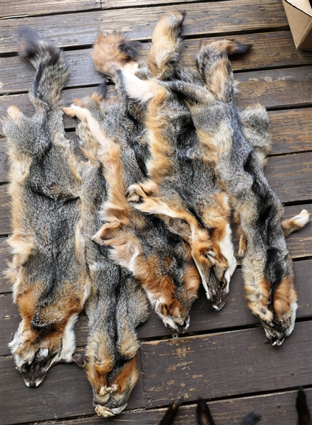 5 Fox Pelts