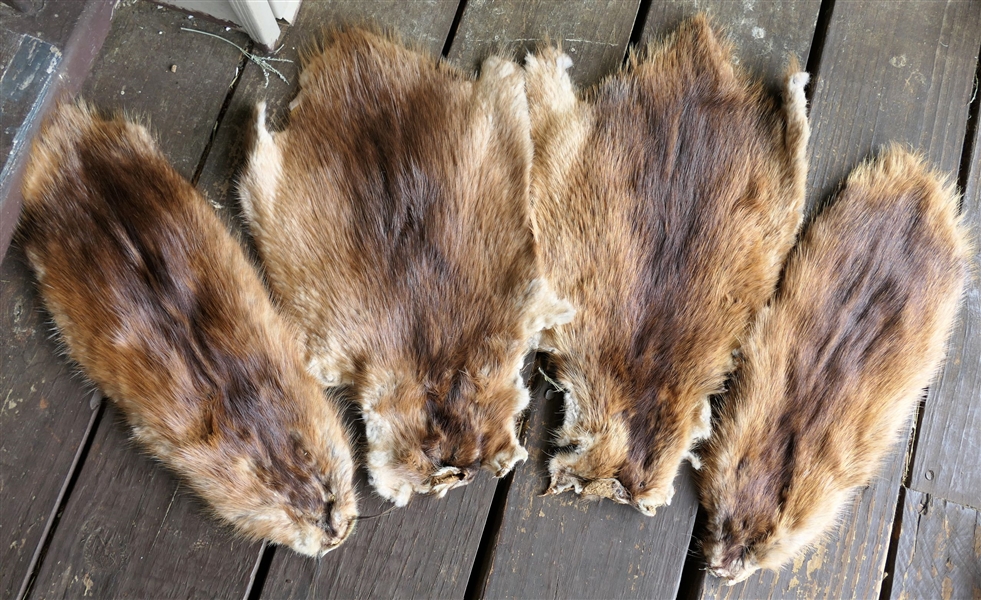4 Musk Rat Pelts - Stamped Natural Dressed (UNION)