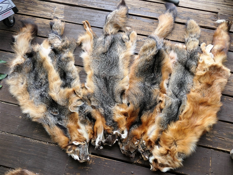 6 Fox Pelts