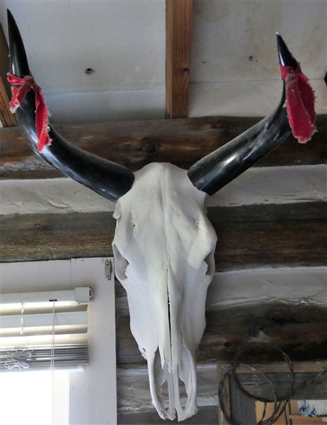 Cow Skull with Horns - Measures 19" Long