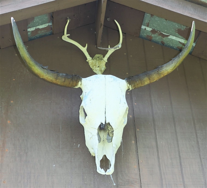 Cow Skull with Horns - Measures 19" Long
