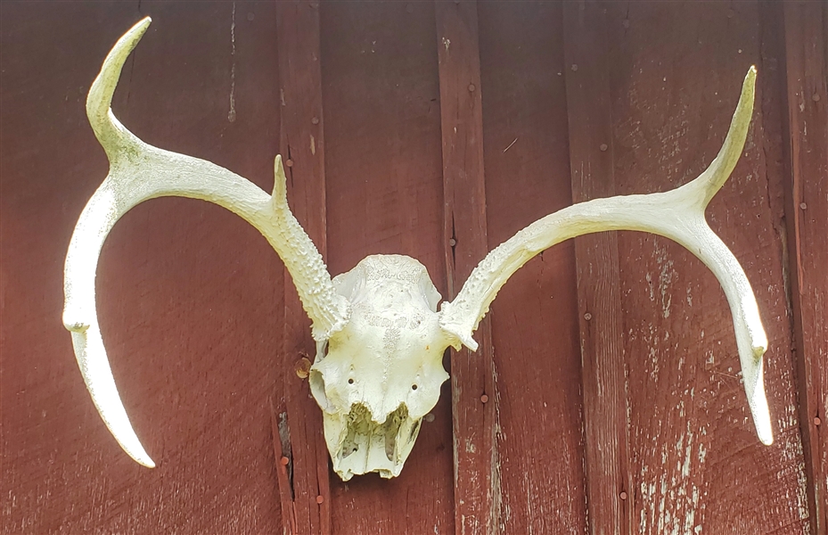 Skull with Antlers