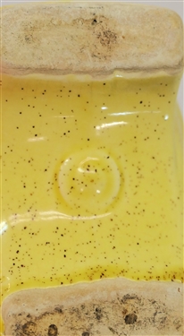 2 Mid Century Yellow Pottery Planters - Oval Measuring 3 1/2 tall 6 1/2 Long and Rectangular Measuring 3 3/4 Tall 10 1/2 Long