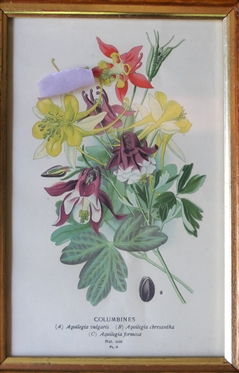 Columbines Framed Botanical Print in Birdseye Maple Frame - Frame Measures 12 5/8 by 9 1/4 