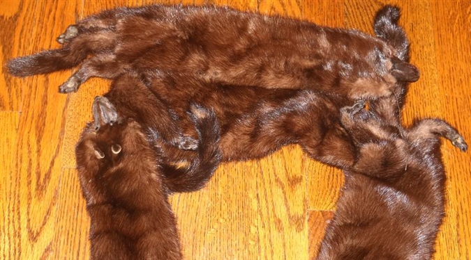 Mink Scarf - Full Minks 